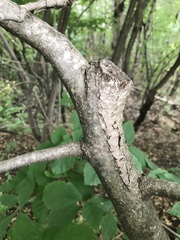Hamamelis virginiana