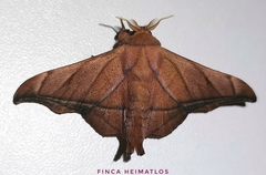 Biterolfa rana