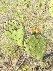 Opuntia stenopetala