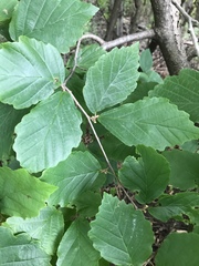 Hamamelis virginiana