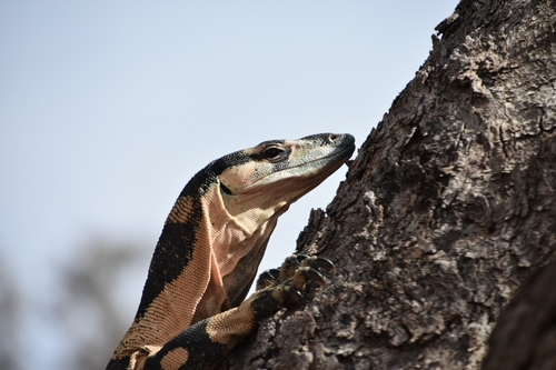 Lace Monitor, photo 6 of 7