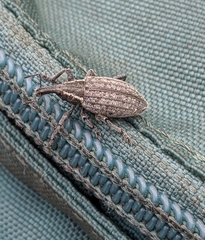 Lepyrus nordenskioeldi