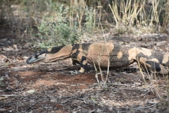 Lace Monitor photo 5