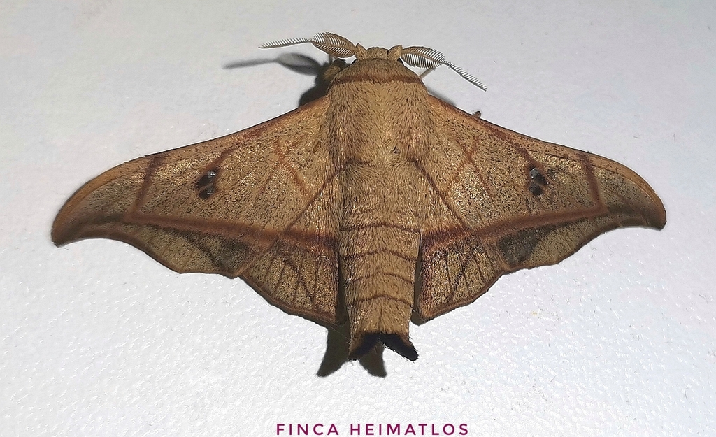 Bedosiallo