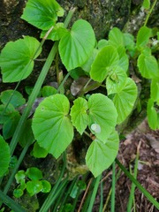 Begonia hirtella
