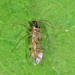 Psocomorpha