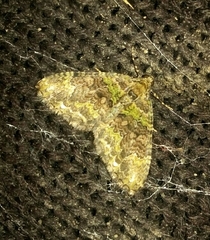 Lepidoptera