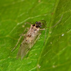 Psocomorpha