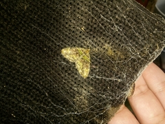 Lepidoptera