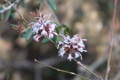 Grevillea sphacelata