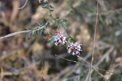 Grevillea sphacelata