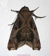 Calyptis