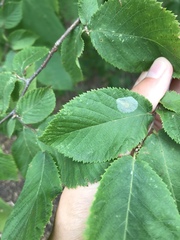 Phyllonorycter tritaenianella