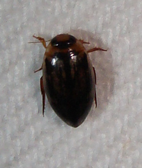 Coptotomus