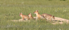 Vulpes velox