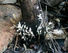 Fungi