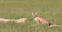 Vulpes velox