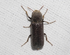 Amphicerus cornutus