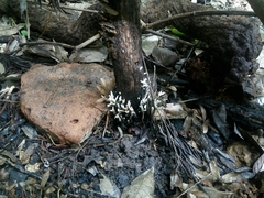 Fungi
