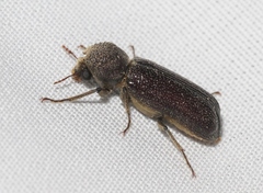 Amphicerus cornutus