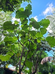Coccoloba pubescens