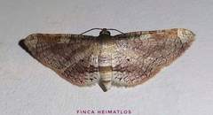 Microsca hedilalis
