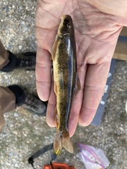 Pantosteus platyrhynchus