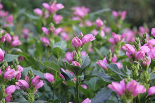Chelone lyonii