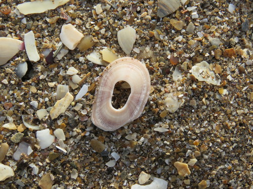 Fissurellidea megatrema