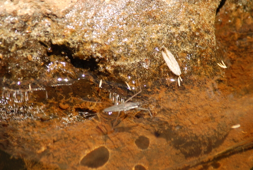 iNaturalist observation photo of Typical Water Striders