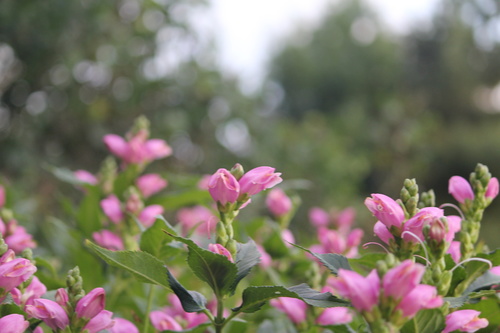 Chelone lyonii