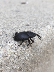 Scyphophorus