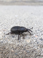 Scyphophorus