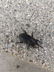 Scyphophorus