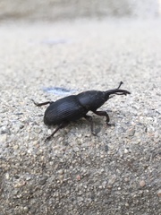 Scyphophorus