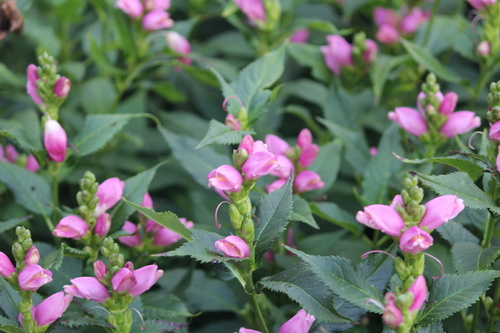 Chelone lyonii