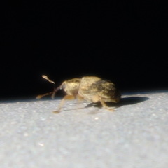 Lignyodes bischoffi