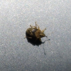 Lignyodes bischoffi