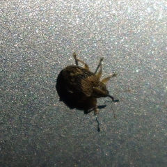Lignyodes bischoffi