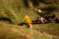 Phoebis neocypris virgo