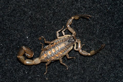 Centruroides nitidus