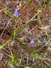 Brodiaea coronaria