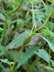 Neolasioptera impatientifolia