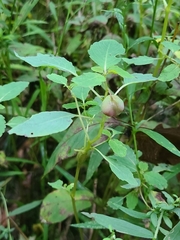Neolasioptera impatientifolia