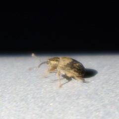 Lignyodes bischoffi