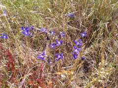 Brodiaea coronaria