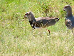 Vanellus chilensis