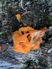 Guepinia helvelloides