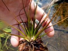 Isoetes echinospora