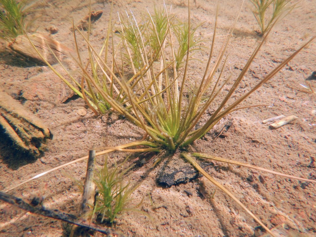 spiny-spored quillwort